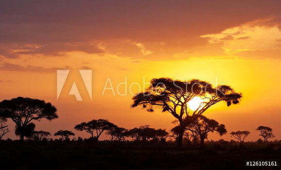 Picture of Typical african sunset with acacia trees in Masai Mara Kenya